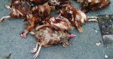Animals dead in konaseema