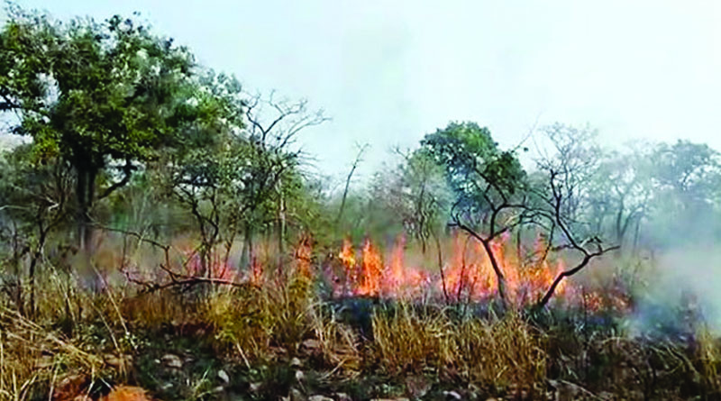 Bushfire in nallamala forest