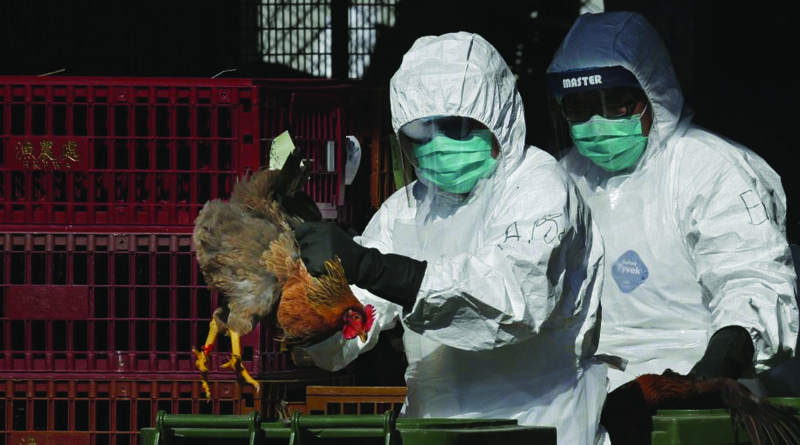 China reports H5N1 bird flu