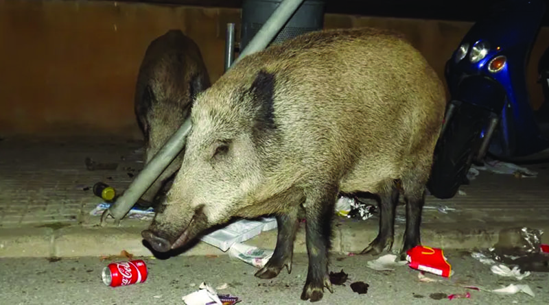 wild boar attack in house at shamshabad