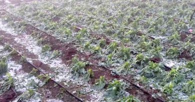 Damage to crops due to hailstormDamage to crops due to hailstorm