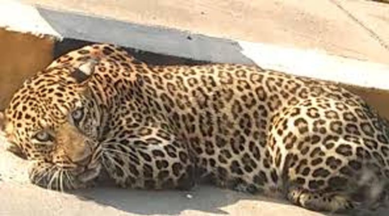 Leopard at Himayat Sagar