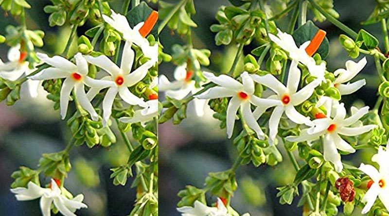 Parijata flowers