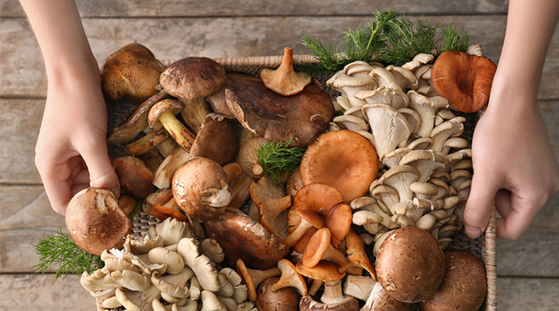 Mushroom- nutrients