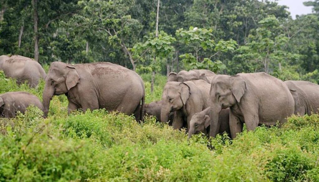 Elephant Group Hulchal