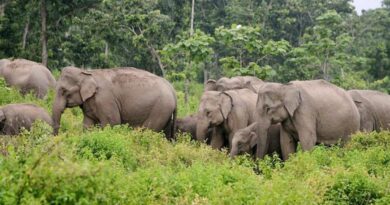 Elephant Group Hulchal
