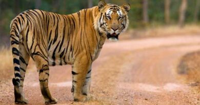 tiger wandering