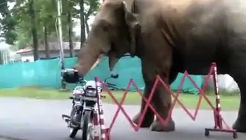 An elephant gobbling up a helmet