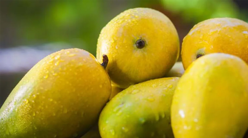 Fat-dissolving mango