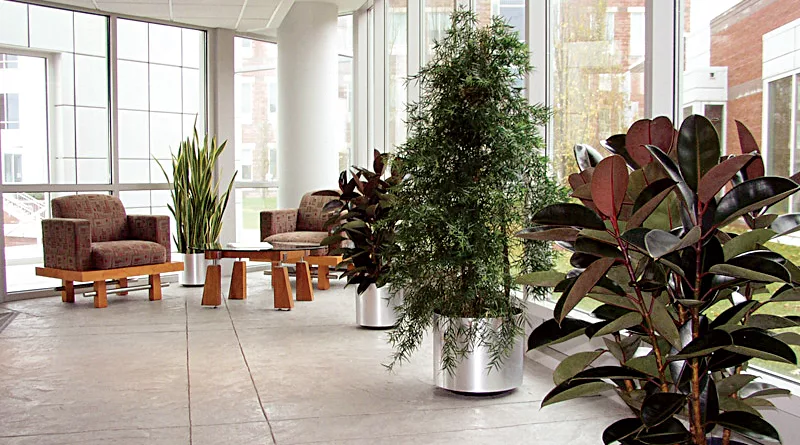 Air-purifying-plants-